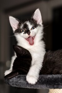 Young cat cat snuggle photo