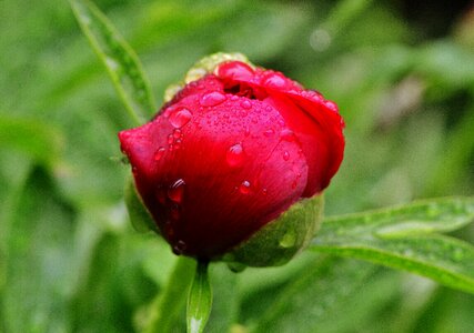 Raindrop nature macro