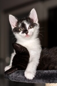 Young cat cat snuggle photo