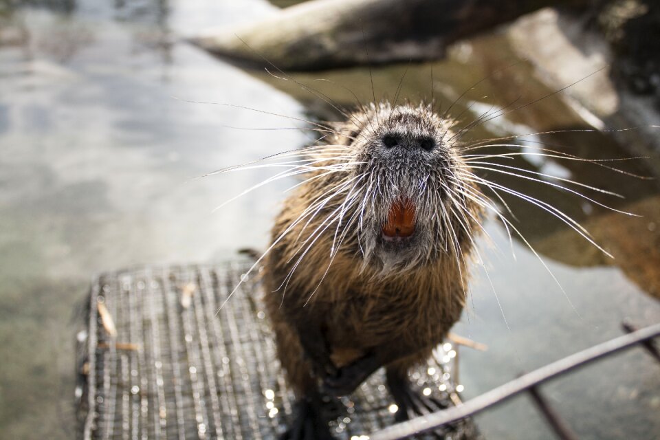 Grin nose moustache