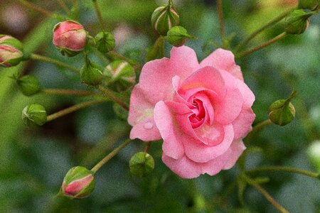 Pink rose english rose flower photo