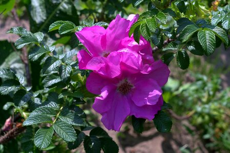 Rose petals flowers pink photo