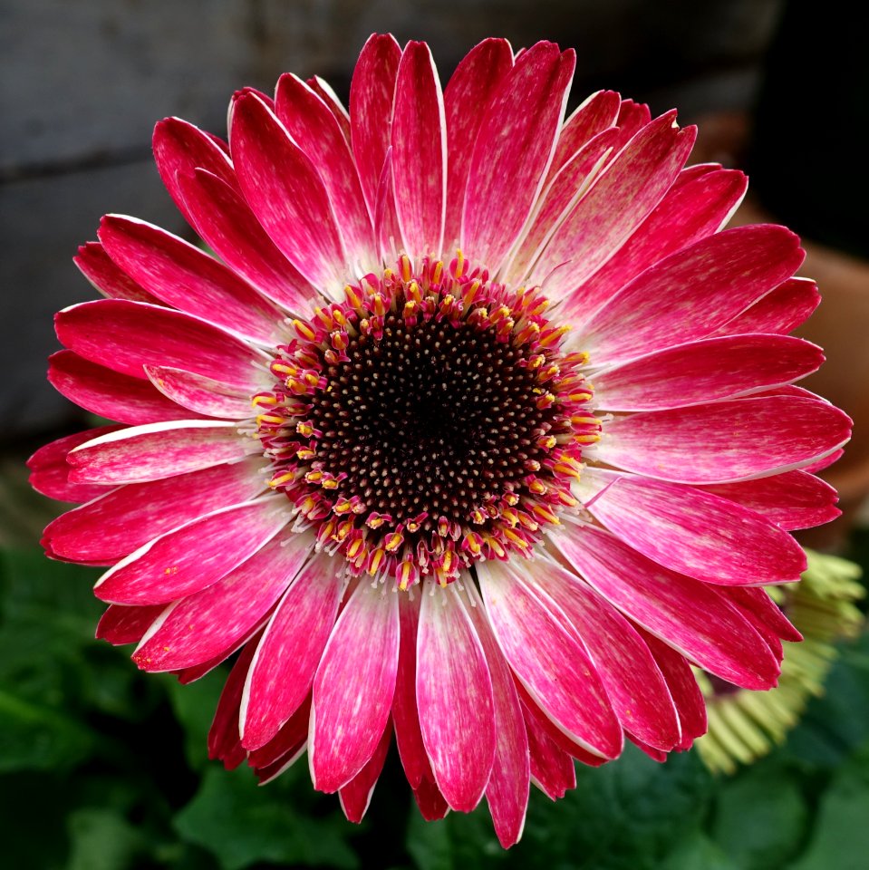 Gerbera daisy - DSC06409