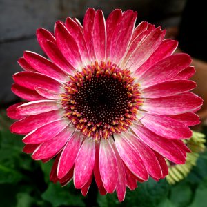 Gerbera daisy - DSC06409