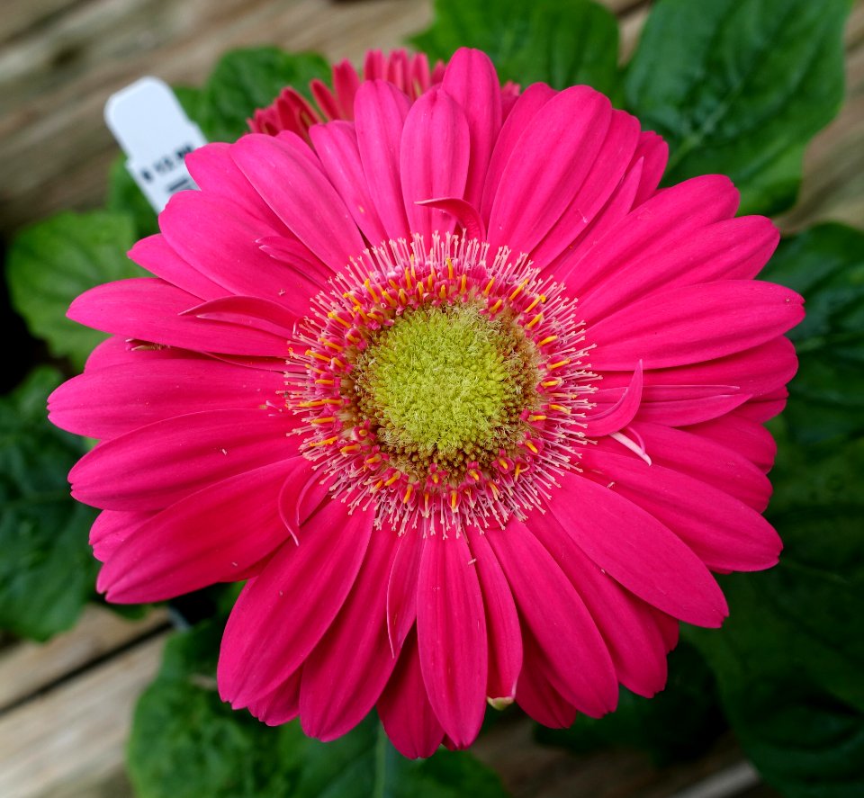 Gerbera daisy - DSC06412