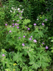 Geranium sylvaticum Kiiminki, Finland 25.06.2013