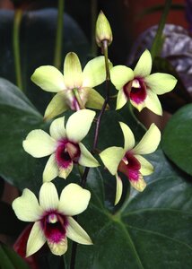 Flower flora bloom