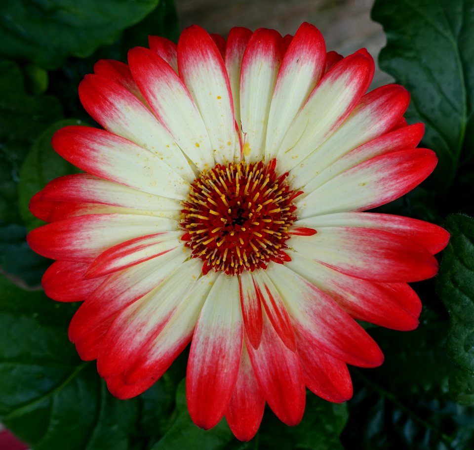 Gerbera daisy - DSC06413
