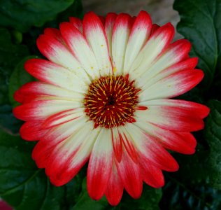 Gerbera daisy - DSC06413