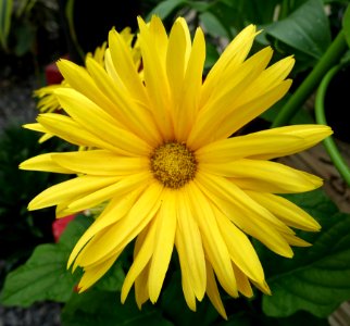 Gerbera daisy - DSC06404