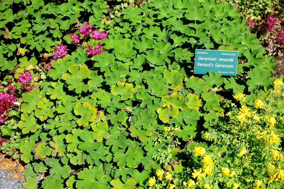 Geranium renardii - Coastal Maine Botanical Gardens - DSC03192