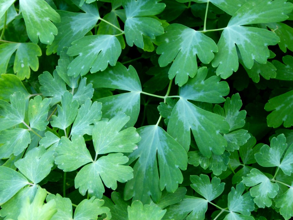 Geranium pratense 2