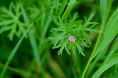 Geranium dissectum flowering