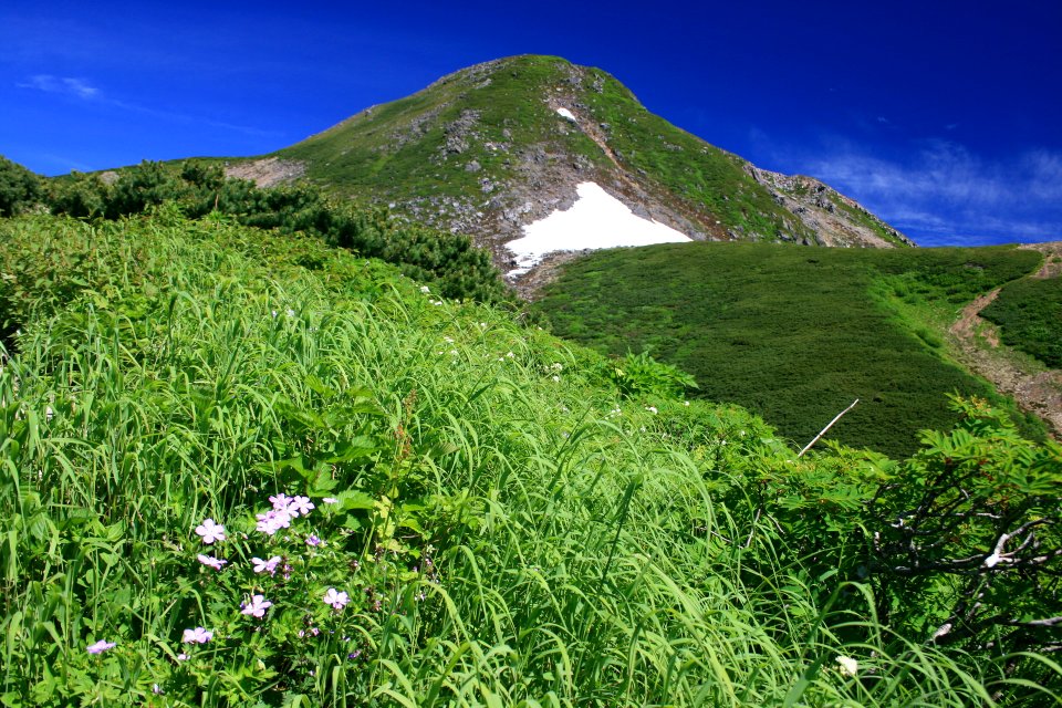 Geranium yesoense var. nipponicum in Mount Haku 2010-07-18
