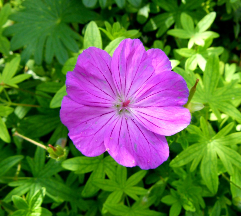 Geranium sanguineum Imvermers 2