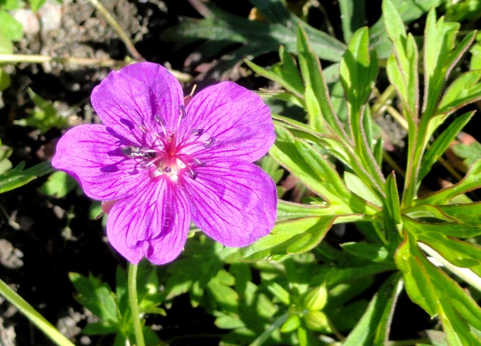 Geranium soboliferum - Botanical Garden in Kaisaniemi, Helsinki - DSC03588