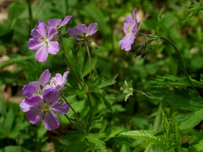 Geranium maculatum, 2021-05-06, Bird Park, 06