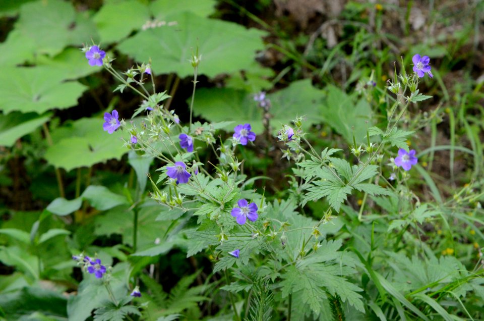 Geranium sylvaticumHabit