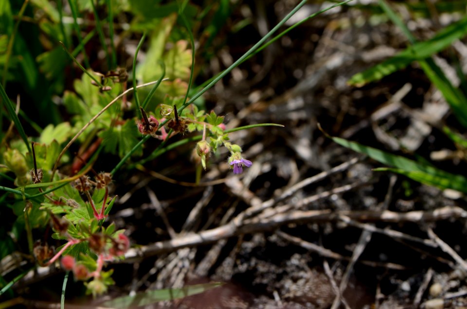 Geranium pusillum 01