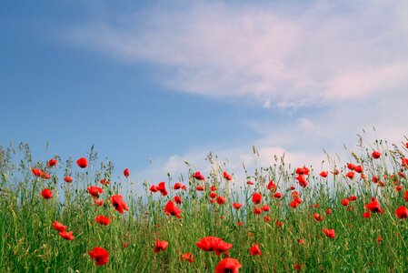 Poppy meadow blue photo