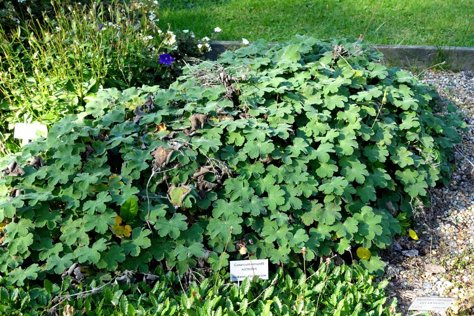 Geranium renardii - Bergianska trädgården - Stockholm, Sweden - DSC00534
