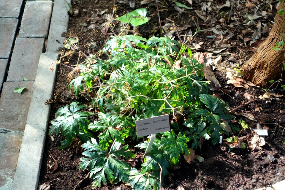 Geranium palmatum - Bergianska trädgården - Stockholm, Sweden - DSC00432