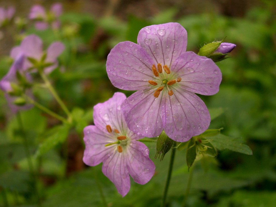 Geranium maculatum, 2015-05-16, Trillium Trail, 01