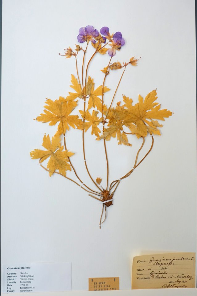 Geranium pratense - Swedish Museum of Natural History - Stockholm, Sweden - DSC00713