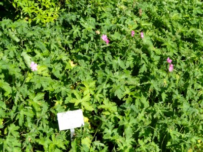 Geranium endressii - Botanischer Garten, Frankfurt am Main - DSC03192