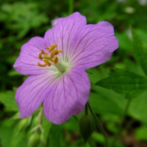 Geranium maculatum, 2021-05-06, Bird Park, 03