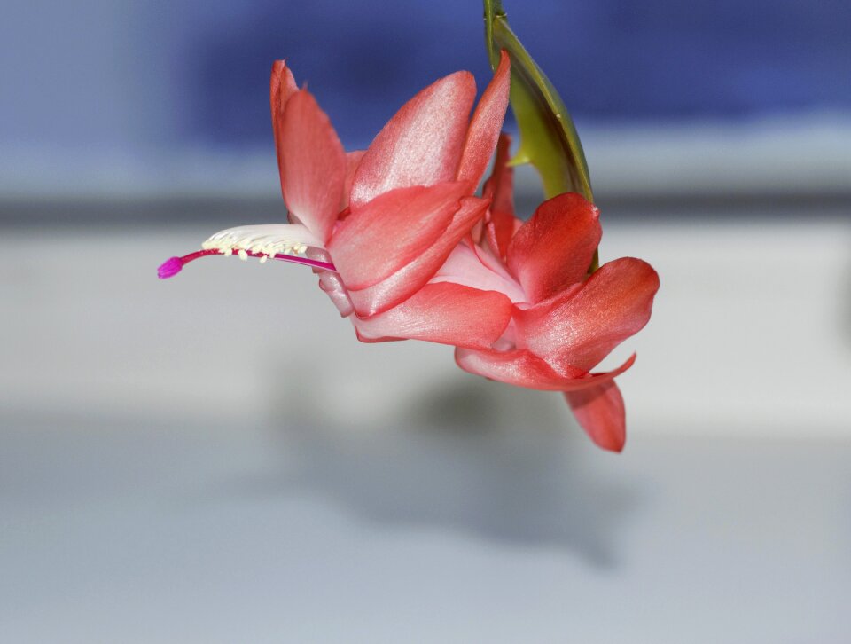 Zigokaktus decembrist red