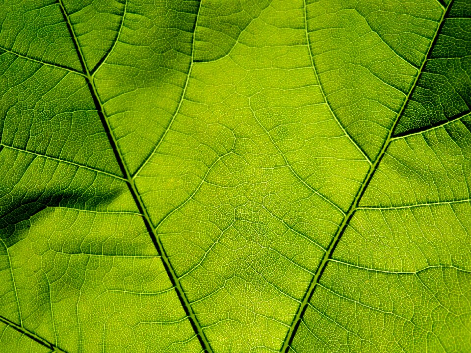 From green macro