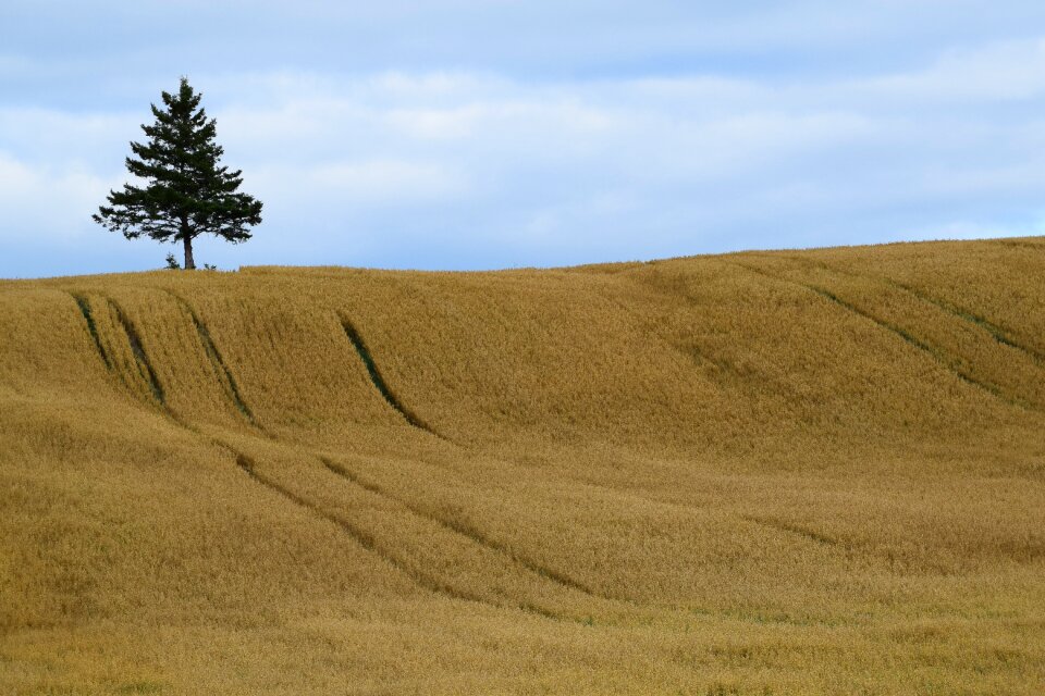 Cereals nature fields