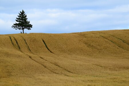 Cereals nature fields