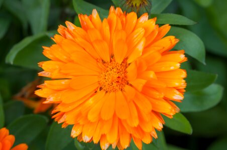 Flower orange orange flower