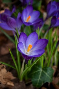 Flowers nature crocuses