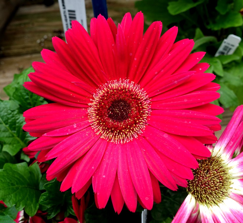 Gerbera daisy - DSC06415