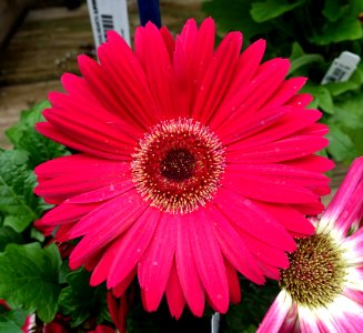 Gerbera daisy - DSC06415
