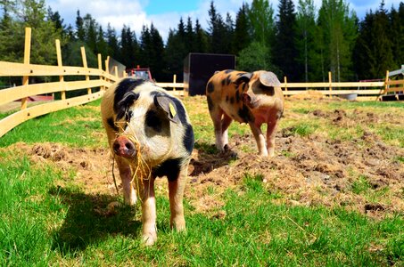 Raggsjö pig farmer