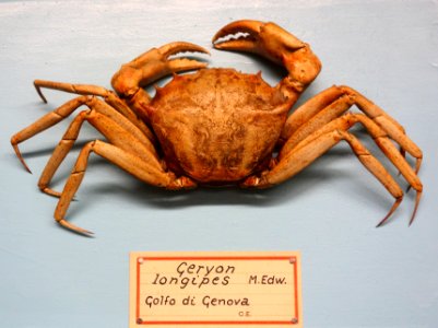 Geryon longipes - Museo Civico di Storia Naturale Giacomo Doria - Genoa, Italy - DSC03224