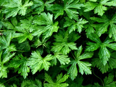 Geranium-x-oxonianum