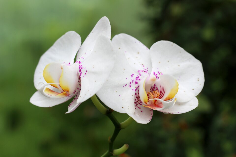 Blossom bloom tropical