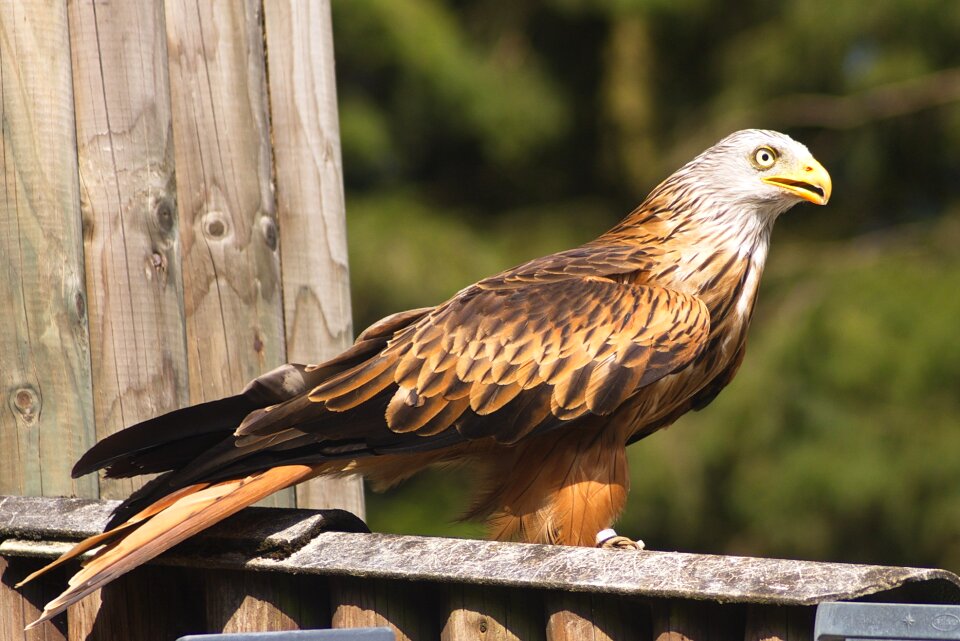 Raptor animals birds