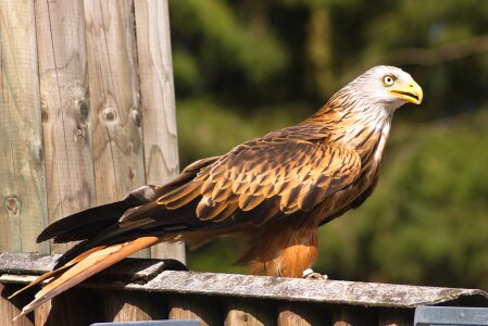 Raptor animals birds