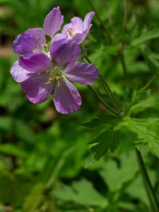 Geranium maculatum, 2021-05-06, Bird Park, 07