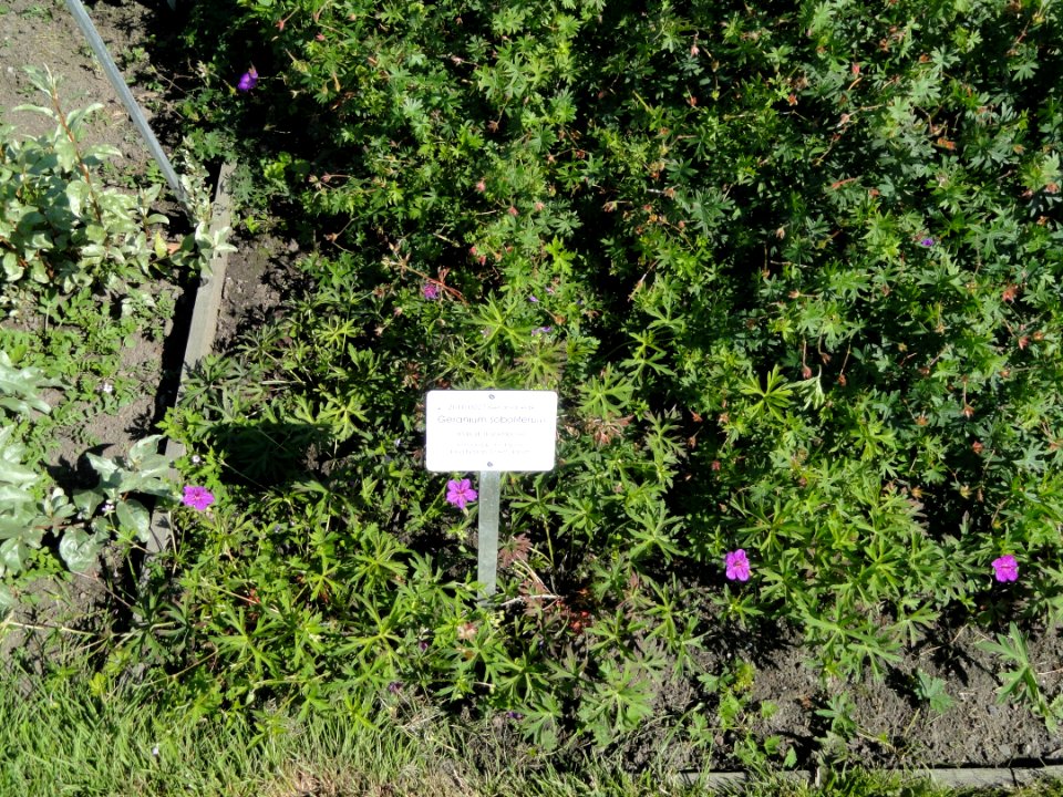 Geranium soboliferum - Botanical Garden in Kaisaniemi, Helsinki - DSC03587