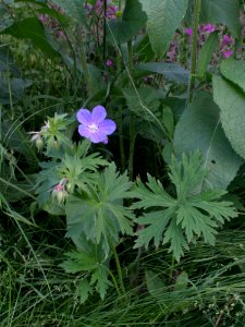 Geranium pratense Oulu, Finland 29.06.2013