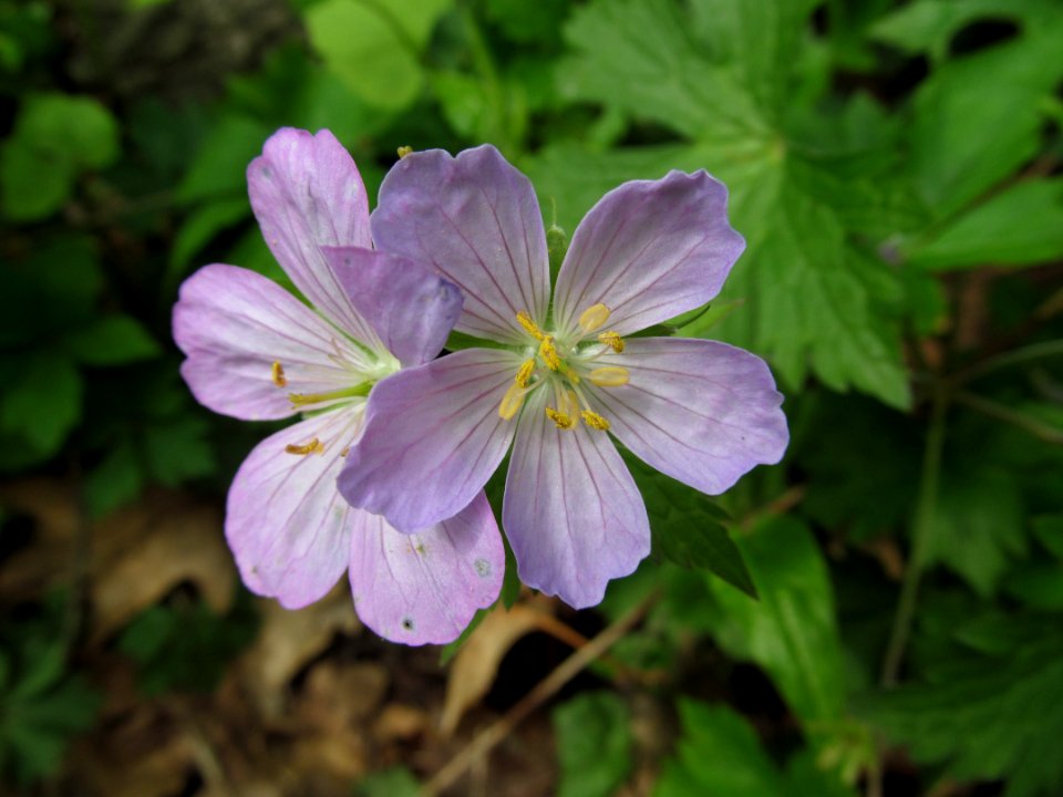 Geranium maculatum, 2021-05-06, Bird Park, 05