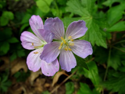 Geranium maculatum, 2021-05-06, Bird Park, 05