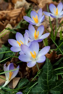 Crocuses flowers nature
